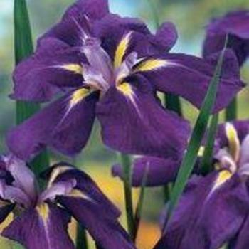 Iris ensata 'Sensation' - Japanese Iris