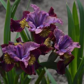 Iris siberica 'Peacock Butterfly™ Miss Apple' - Siberian Iris