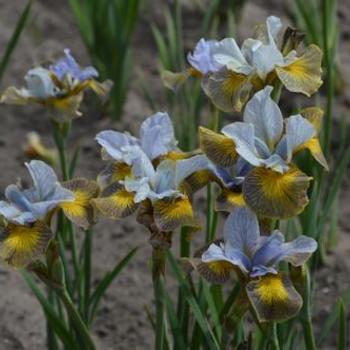 Iris siberica 'Peacock Butterfly™ Uncorked' - Siberian Iris