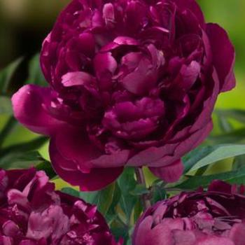 Paeonia lactiflora 'Peter Brand' - Garden Peony