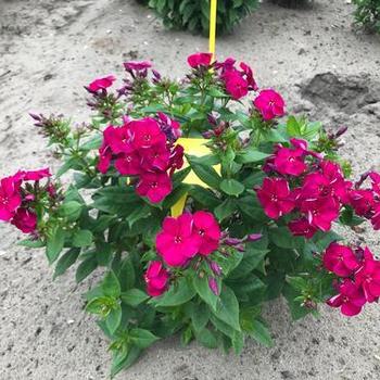 Phlox paniculata 'Bambini Cherry Crush' - Garden Phlox