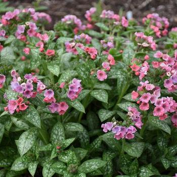 Pulmonaria 'Pretty in Pink' - Lungwort