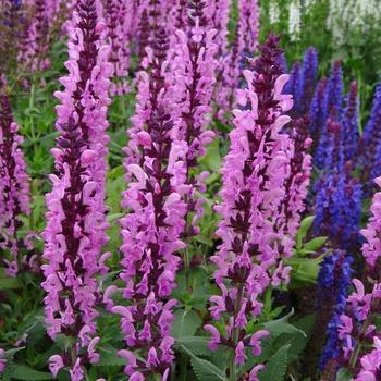 Salvia nemorosa 'Sensation Deep Rose Improved' - Meadow Sage