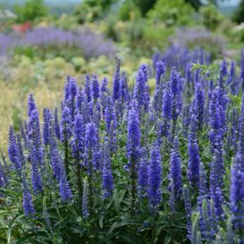 Veronica spicata 'Moody Blues® Dark Blue' - Speedwell