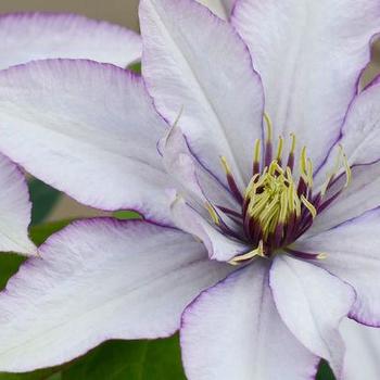 Clematis 'Boulevard® Samaritan Jo™' - Clematis