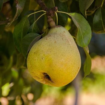 Pyrus 'Red D’Anjou' - Red D’Anjou Pear