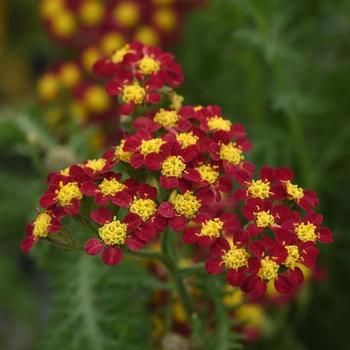 Achillea millefolium 'Milly Rock™ Red' - Yarrow