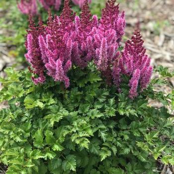 Astilbe chinensis 'Purple Rain' - False Spirea