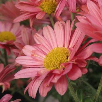 Dendranthema 'Mammoth™ Coral Daisy' - Hardy Mum