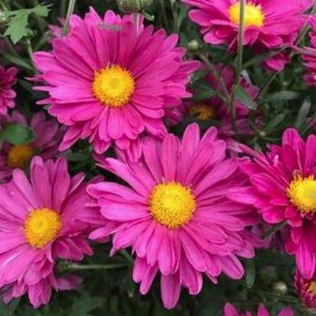 Dendranthema 'Mammoth Lavender Daisy' - Hardy Mum