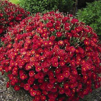 Dendranthema 'Mammoth Red Daisy' - Hardy Mum