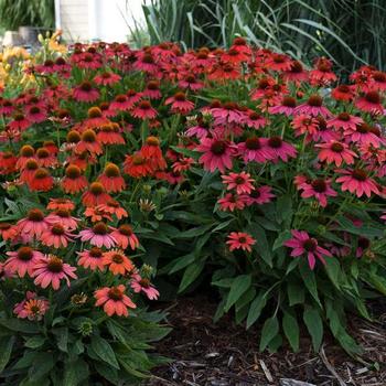 Echinacea 'Lakota Fire' - Coneflower