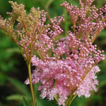 Filipendula rubra 'Venusta' - Meadow Sweet
