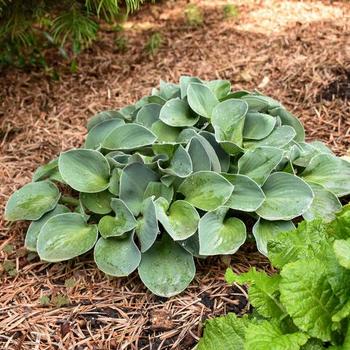 Hosta 'Blue Mouse Ears' - Plantain Lily