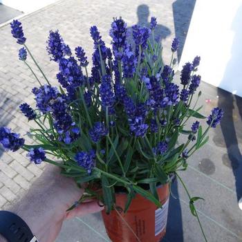 Lavandula angustifolia 'Super Blue' - Lavender