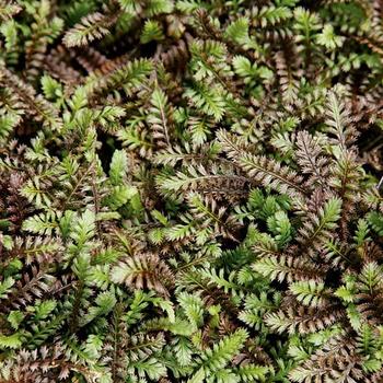 Leptinella squalida 'Platt's Black' - Black Brass Buttons