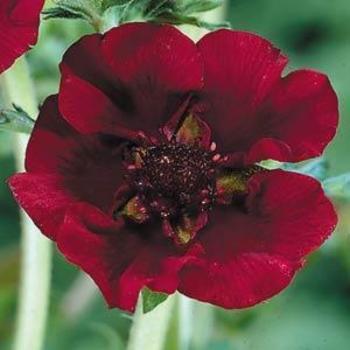 Potentilla thurberi 'Monarch's Velvet' - Cinquefoil