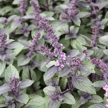 Ocimum basilicum 'African Blue' - Basil