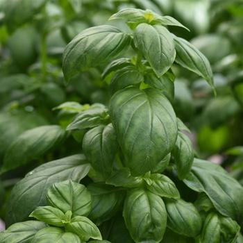 Ocimum basilicum 'Emerald Towers' - Basil