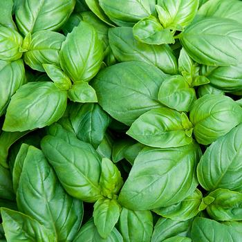 Ocimum basilicum 'Greek Columnar' - Basil