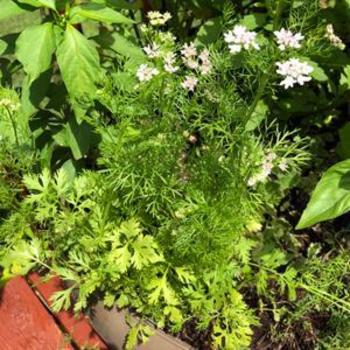 Coriandrum sativum 'Calypso' - Cilantro