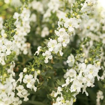 Angelonia angustifolia 'Angelface® White' - Summer Snapdragon