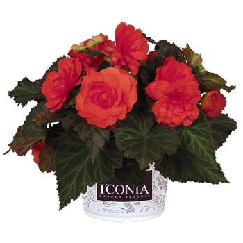 Begonia 'I'Conia Portofino Hot Coral' - Begonia