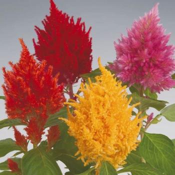 Celosia 'Glorious Mix' - Celosia