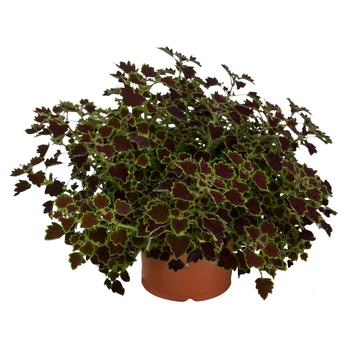 Solenostemon scutellarioides 'Great Falls Niagara' - Coleus