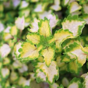 Solenostemon scutellarioides 'Great Falls Yosemite' - Coleus