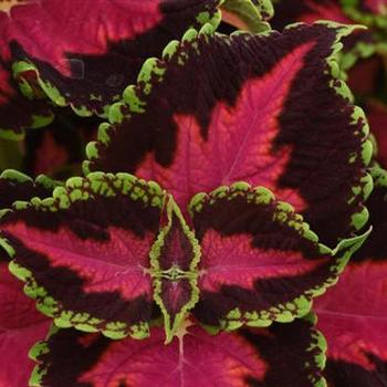 Solenostemon scutellarioides 'Heartbreaker' - Coleus