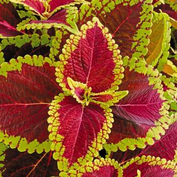 Solenostemon scutellarioides 'Main Street Alligator Alley' - Coleus