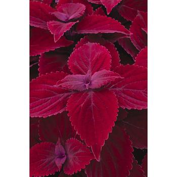 Solenostemon scutellarioides 'Main Street Beale Street' - Coleus
