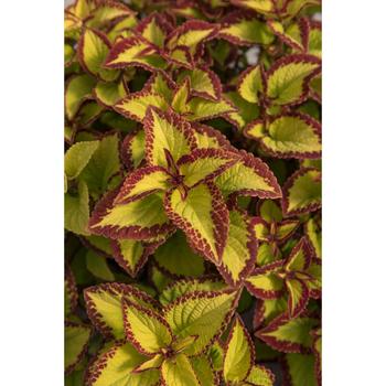 Solenostemon scutellarioides 'Stained Glassworks Velvet' - Coleus