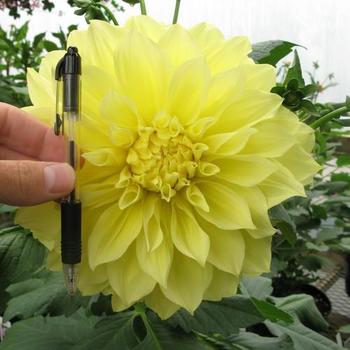 Dahlia 'Dinnerplate Kelvin Floodlight' - Dahlia