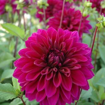 Dahlia 'Dinnerplate Thomas Edison' - Dahlia