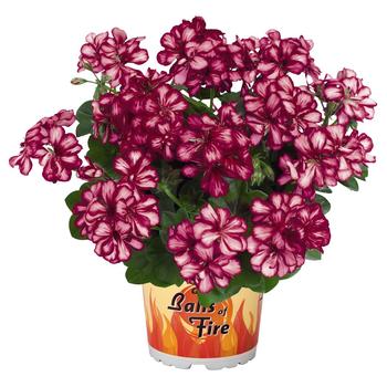 Pelargonium peltatum 'Great Balls of Fire Burgundy Blaze' - Geranium, Ivy