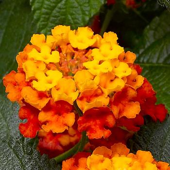 Lantana camara 'Bandana® Clementine' - Lantana
