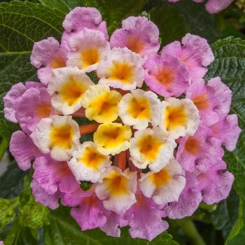 Lantana camara 'Bandolero™ Pink' - Lantana