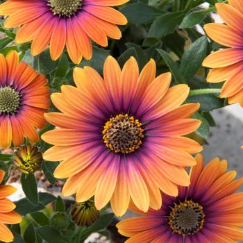 Osteospermum ecklonis 'Zion™ Purple Sun' - Osteospermum