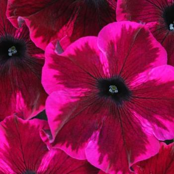 Petunia 'Crazytunia® Cosmic Purple' - Petunia