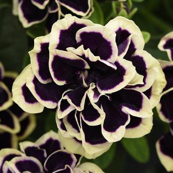 Petunia 'Midnight Gold' - Petunia