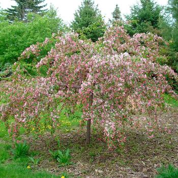 Malus hybrid - 'Louisa' 