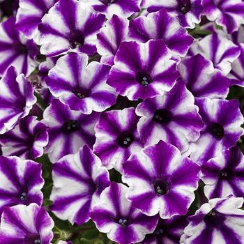 Petunia hybrid 'Supertunia® Mini Vista™ Violet Star' - Petunia