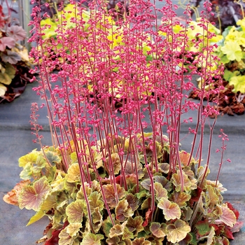 Heuchera hybrid 'Northern Exposure™ Sienna' - Coral Bells