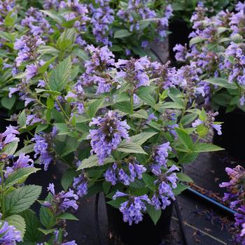 Nepeta subsessilis 'Blue Prelude' - Catnip