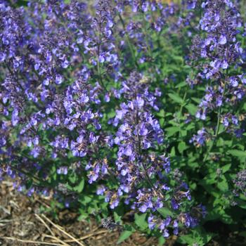 Nepeta x faassenii 'Junior Walker' - Catmint