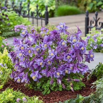 Aquilegia caerulea Earlybird™ Purple Blue - Columbine