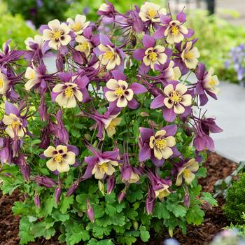 Aquilegia caerulea Earlybird™ Purple Yellow - Columbine