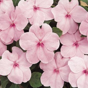 Impatiens walleriana Super Elfin® XP Pink - Impatiens